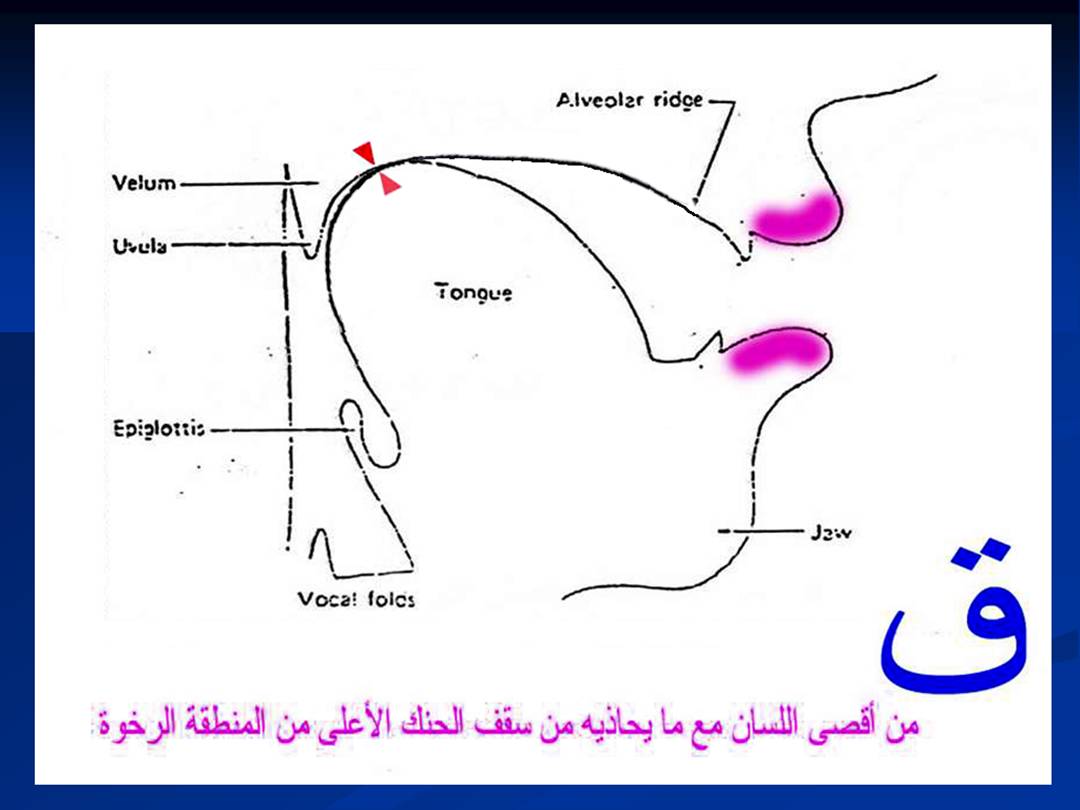 تجويد الحرف - مخارج الحروف